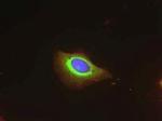 KIF11 Antibody in Immunocytochemistry (ICC/IF)
