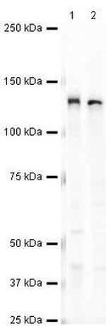 KIF11 Antibody in Western Blot (WB)