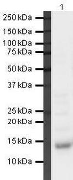 Galectin 1 Antibody in Western Blot (WB)