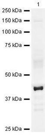 CDK9 Antibody in Western Blot (WB)