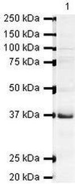 UBE2J1 Antibody in Western Blot (WB)