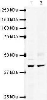 IHH Polyclonal Antibody