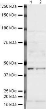 Nodal Antibody in Western Blot (WB)