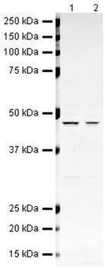 BMP-4 Polyclonal Antibody