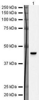 ATP6IP2 Antibody in Western Blot (WB)