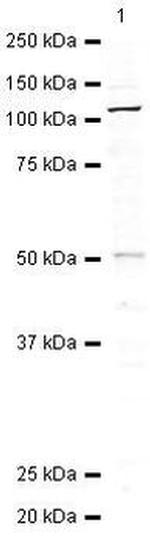 eIF3b Antibody in Western Blot (WB)