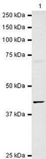 GPR27 Antibody in Western Blot (WB)
