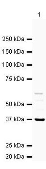 Annexin A2 Antibody in Western Blot (WB)