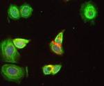 eIF4G3 Antibody in Immunocytochemistry (ICC/IF)