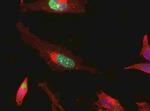 RSK3 Antibody in Immunocytochemistry (ICC/IF)