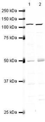 RSK3 Antibody in Western Blot (WB)