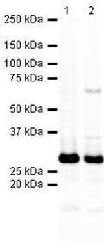 SNAP25 Antibody in Western Blot (WB)