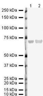 GCLC Antibody in Western Blot (WB)