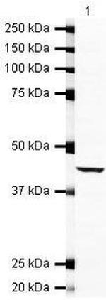 Galectin 8 Antibody in Western Blot (WB)