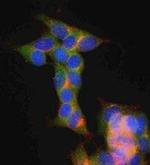 SNAP25 Antibody in Immunocytochemistry (ICC/IF)