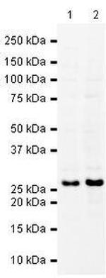 SNAP25 Antibody in Western Blot (WB)