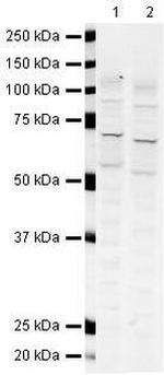 GLAST Antibody in Western Blot (WB)