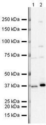 TRBP Antibody in Western Blot (WB)