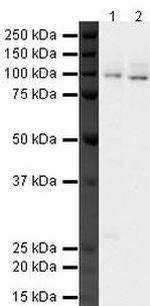 MSK2 Antibody in Western Blot (WB)