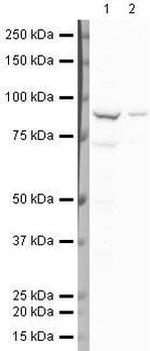 NCBP1 Antibody in Western Blot (WB)