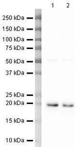 Cofilin Antibody in Western Blot (WB)