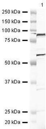 YY1 Antibody in Western Blot (WB)