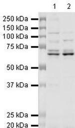 hnRNP L Antibody in Western Blot (WB)