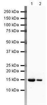 FABP3 Polyclonal Antibody