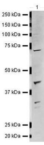 LHX6 Antibody in Western Blot (WB)