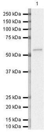 FZD10 Antibody in Western Blot (WB)