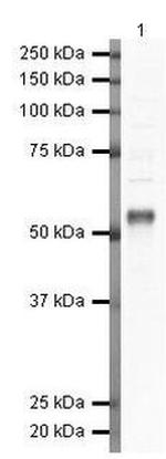 SMAD1 Antibody in Western Blot (WB)