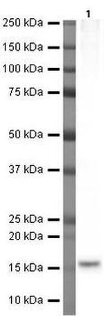 CGRP Antibody in Western Blot (WB)