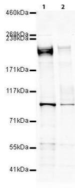 eIF4G Polyclonal Antibody