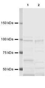 CD248 Antibody in Western Blot (WB)