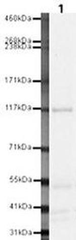 RET Antibody in Western Blot (WB)