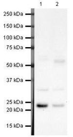 MAD2 Antibody in Western Blot (WB)