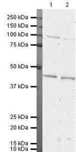 SEMA3A Antibody in Western Blot (WB)