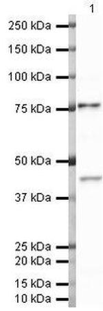 CCR8 Antibody in Western Blot (WB)
