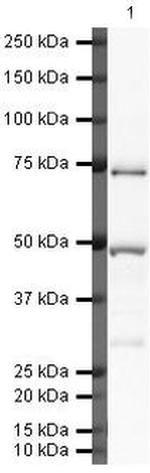 Complement C9 Antibody in Western Blot (WB)