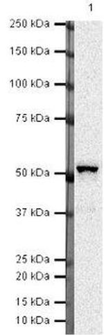 SERPINA5 Antibody in Western Blot (WB)
