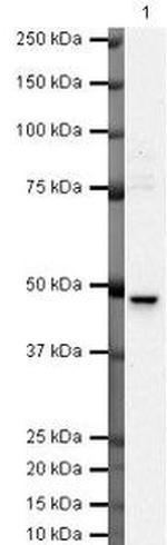 TIN2 Antibody in Western Blot (WB)