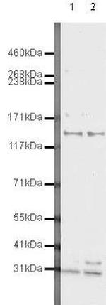 PARD3 Antibody in Western Blot (WB)