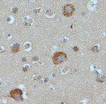 STAMBP Antibody in Immunohistochemistry (IHC)
