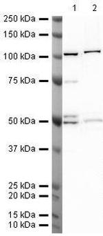 STAMBP Antibody in Western Blot (WB)