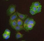 DDX58 Antibody in Immunocytochemistry (ICC/IF)