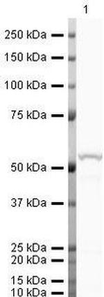 GC Antibody in Western Blot (WB)