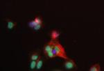 MAFB Antibody in Immunocytochemistry (ICC/IF)