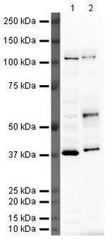 MAFB Antibody in Western Blot (WB)