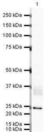 CD82 Polyclonal Antibody