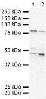 BRD9 Antibody in Western Blot (WB)